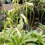 Brassia caudata Fleur