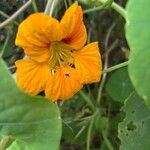 Tropaeolum minusΛουλούδι