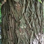 Salix nigra Bark