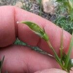 Vicia bithynica Fruit