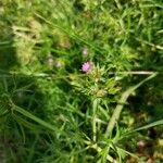 Geranium dissectum Kvet