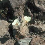 Calochortus bruneaunis Fiore