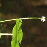 Hydrocotyle leucocephala Leaf