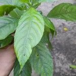 Acalypha diversifolia Leaf