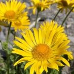 Doronicum grandiflorum Bloem