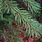 Picea engelmannii ഇല