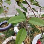 Erythrina crista-galli Hoja