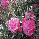 Rosa gallica Virág
