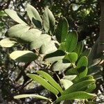 Cassia abbreviata Leaf