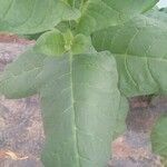 Nicotiana tabacum Blad