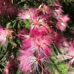 Calliandra selloiΛουλούδι