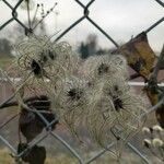 Clematis vitalba Ffrwyth