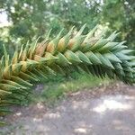 Araucaria araucanaLeaf