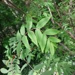 Sorbaria tomentosa Hoja