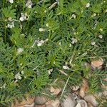 Vicia lutea Blatt