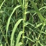 Arundo donax Leaf