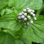 Ageratum conyzoidesBlomma