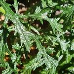 Senecio pterophorus برگ