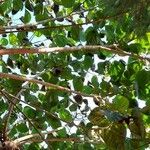 Ficus auriculata Muu