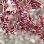 Rumex conglomeratus Fruit