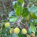 Vantanea bahiaensis Fruto