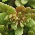 Sedum litoreum Foglia