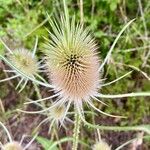 Dipsacus fullonumফুল