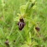 Ophrys × nouletii Fiore