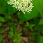 Actaea spicata Цветок