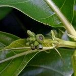 Morinda citrifolia Плід