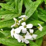 Cardamine heptaphylla പുഷ്പം