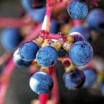 Parthenocissus tricuspidata Fruit