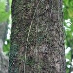 Sideroxylon borbonicum Kabuk