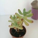 Sedum pachyphyllum Φύλλο