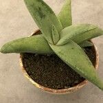 Gasteria excelsa Hostoa