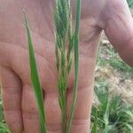 Festuca arundinacea Fuelha