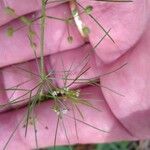 Cyclospermum leptophyllum Blüte