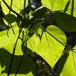 Catalpa speciosa Φύλλο