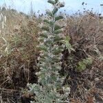 Echium vulgare花