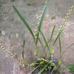 Bulbophyllum calyptratum Pokrój