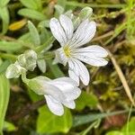 Cerastium tomentosum Blüte