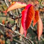 Prunus sargentii Leaf