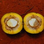 Irvingia excelsa Fruit