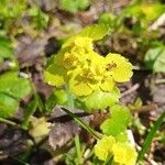 Chrysosplenium alternifoliumFeuille