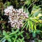 Eupatorium cannabinumBlomst