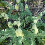 Astragalus alopecurus Fuelha