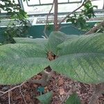 Ficus tequendamae Leaf