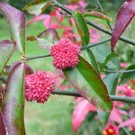 Euonymus americanus 果実