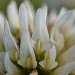 Trifolium montanum फूल