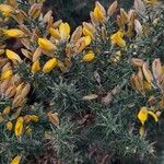 Ulex gallii Flower